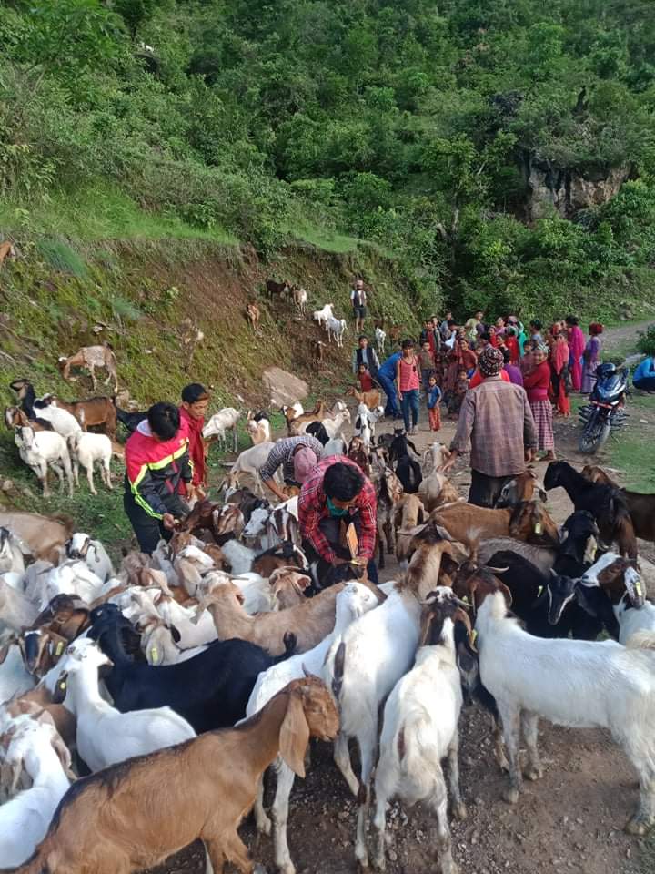 एक स्थानिय तह एक उत्पादन कार्यक्रम कालीमाटी गा.पा.